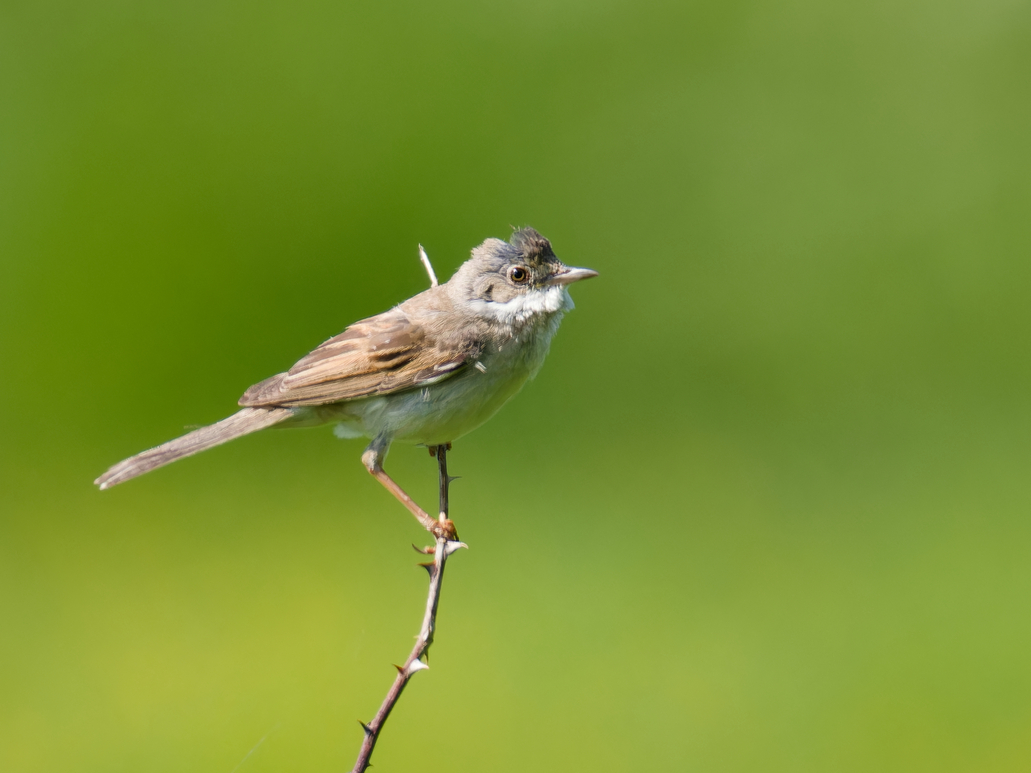 Photo of Whitethroat